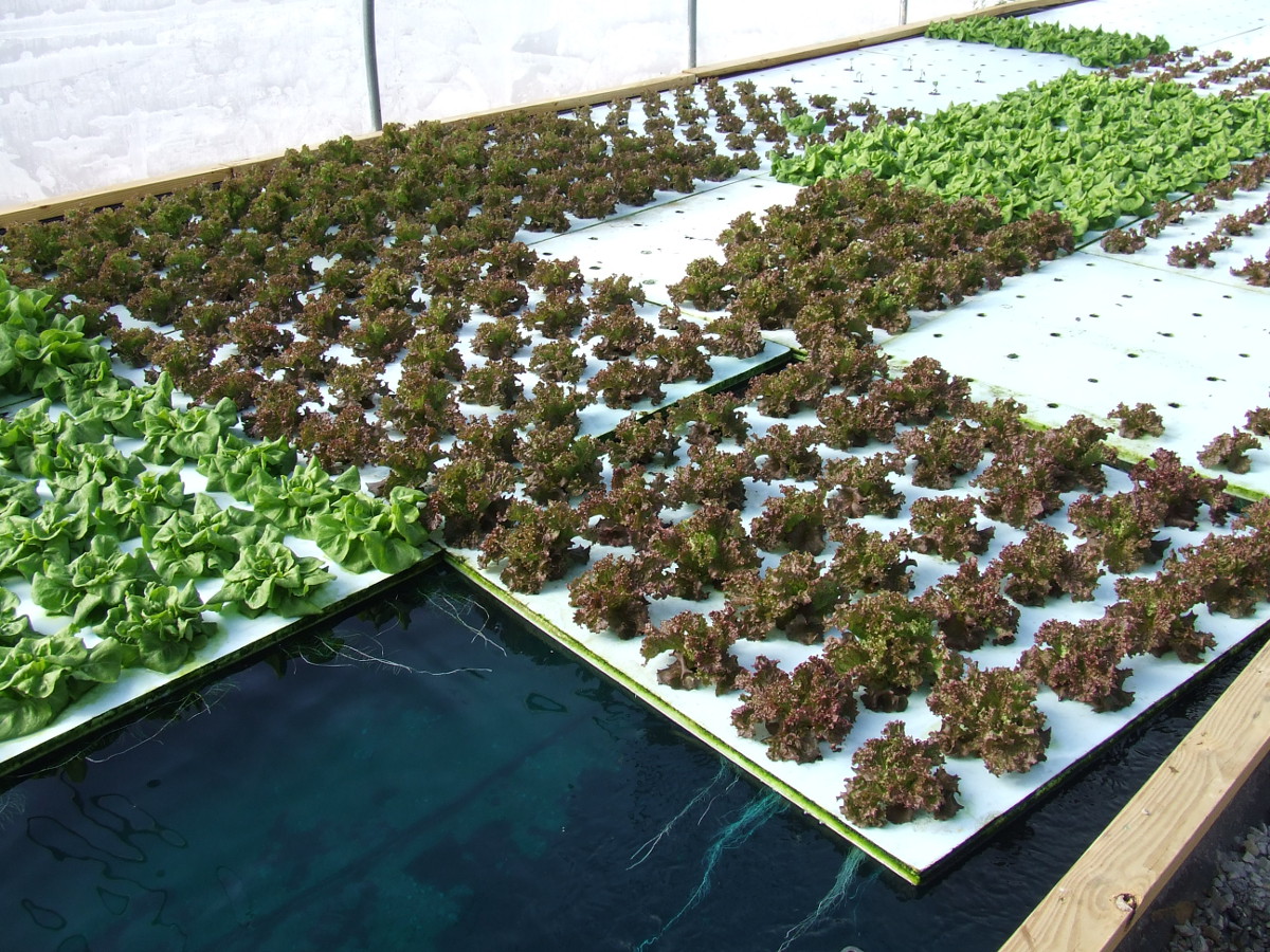 Deep Water Culture Aquaponics Wiki | Share The Knownledge