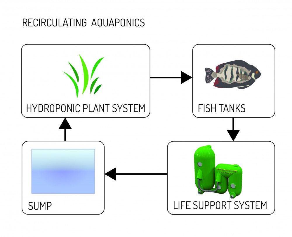 recirculating aquaponic systems