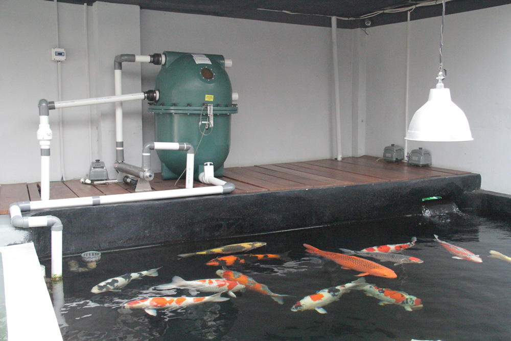 PolyGeyser Filters at Private Koi Holding Facility in Indonesia