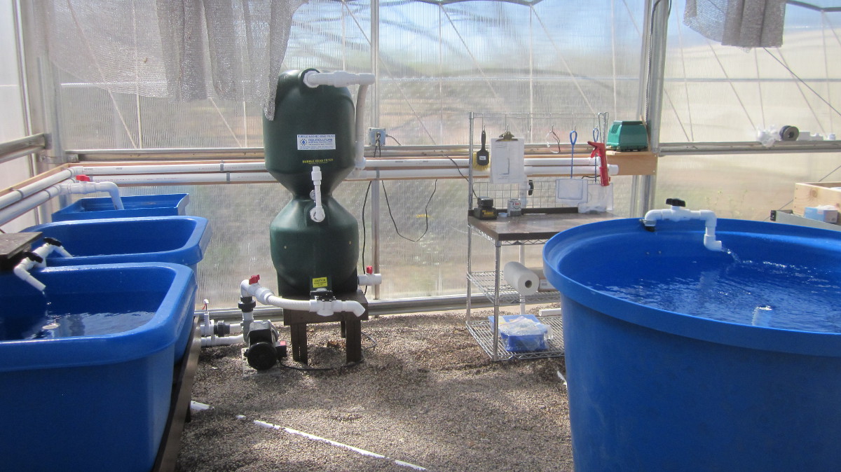 Tanque Verde High School Greenhouse Aquaponics Project