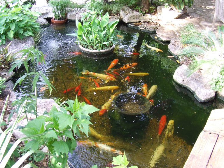 Koi Filters & Koi Pond Systems with Self Cleaning Filters