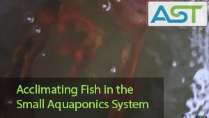 Acclimating Fish in the Small Aquaponics System