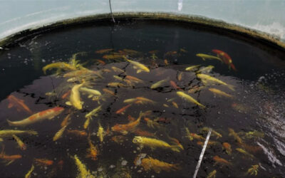 Acclimating the Biofilter to Increased Loading