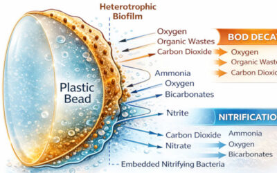 Heterotrophic and Nitrifying Bacteria in Aquaculture Fixed-Film Biofilters
