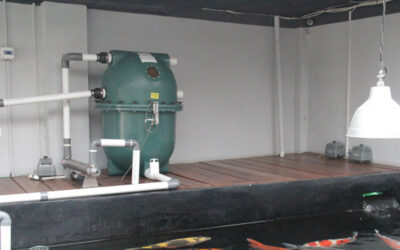 Airlifted PolyGeyser Filtration: A Low-Head Approach to Marine Recirculating Aquaculture