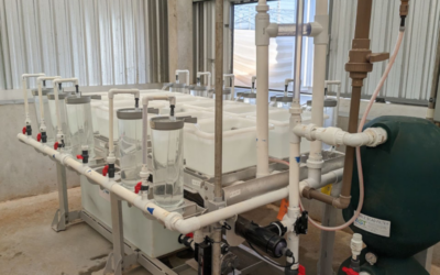 Biofiltration in Aquaculture: How Biological Filters Support Cleaner, More Efficient Fish Farming